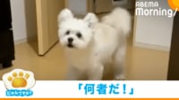 【映像】パック姿の飼い主を見て豹変するワンコ