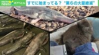 【映像】すでに始まってる? "第6の大量絶滅"を専門家が解説