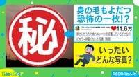 【映像】キャベツ収穫の様子が...まるでホラー映画!?