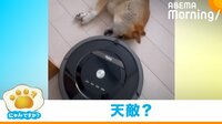 【映像】絶対にお掃除ロボに道を譲らない柴犬