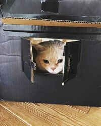 吉岡里帆、愛猫・くり助の愛くるしい“おうちショット”に「かわいい」の声続々