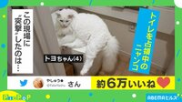 【映像】フタの上を譲らないネコVS息子!?
