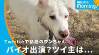 ツイ主を取材!話題のワンちゃん