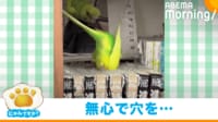 【映像】一心不乱に掘り進む“進撃のインコ”