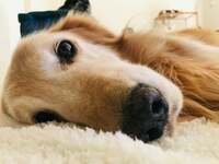 坂上忍『挟んじゃったパパ』