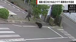 クマが逃げる男性を追い回し→背後から飛びかかる様子…麻酔銃命中も効かず、窓の鍵を開けて逃走か 福島