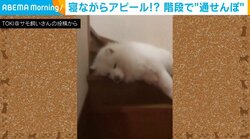 階段で通せんぼ！ 散歩に出かけたい犬の“寝ながらアピール”に「めっちゃ邪魔でかわいい」「ふわふわの絨毯」と話題