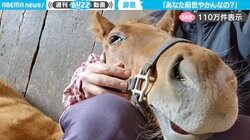 「す～んごい幸せそう」“やかん”のような鼻息の甘えん坊サラブレッドに「可愛すぎる」と悶絶の声