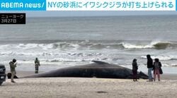 砂浜に突如現れた“巨大な黒い物体”…NYのビーチに打ち上げられた体長9m「クジラ」 死因は船舶との衝突か