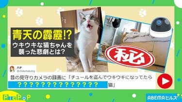 見守りカメラが捉えた猫の“悲劇”に反響続々「まるでコントのような動画