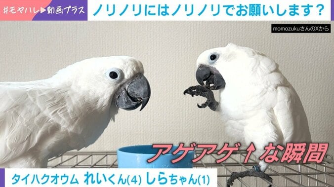 タイハクオウムのれいくん（4）としらちゃん（1）