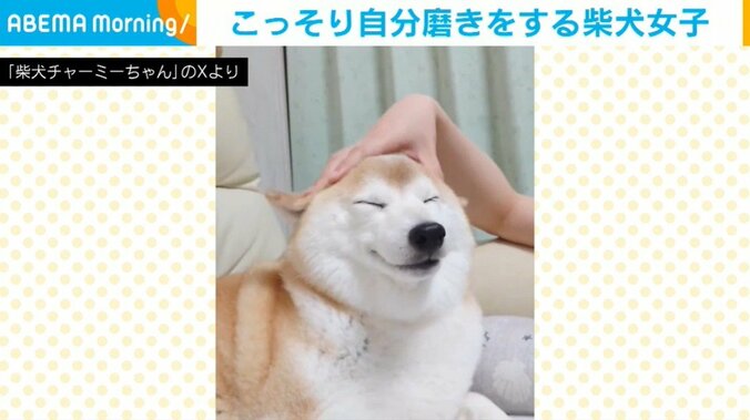 柴犬のチャーミーちゃん