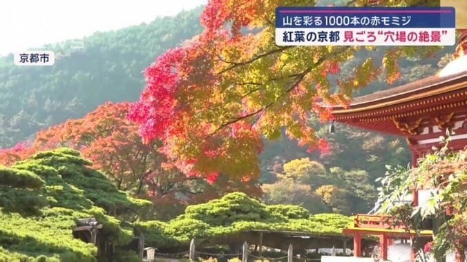 紅葉が見頃を迎える