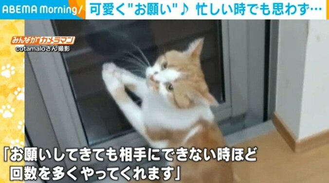 普段は気が強い猫が“2足立ち”で飼い主にお願い！？ 可愛いらしいポーズに飼い主も夢中 1枚目