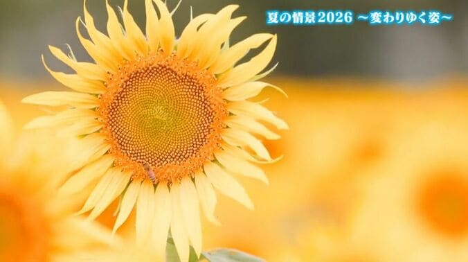 “今年の夏”を象徴するシーン