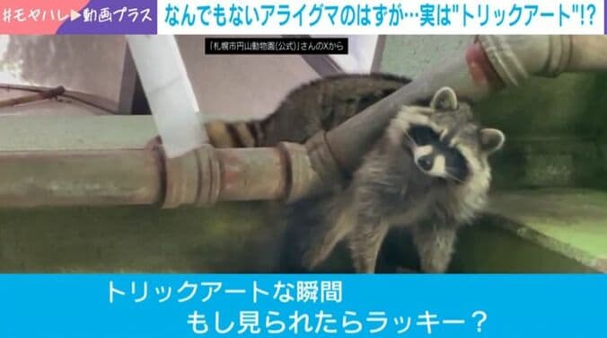 アライグマのチャロ