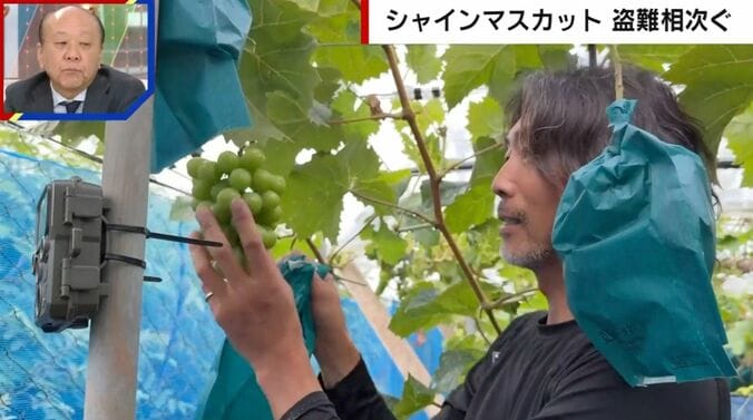 ぶどう農家の水野竜完さん
