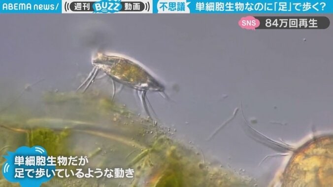 単細胞生物なのに“足” まるで歩いているかのような姿に「すごすぎる」「思考や魂はどこに宿るのか考えてしまう」の声 1枚目