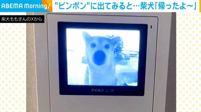 柴犬のももちゃん（7歳）