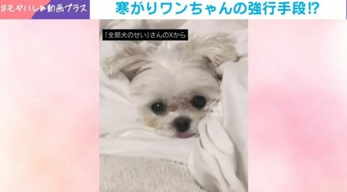 マルチーズのまるくん