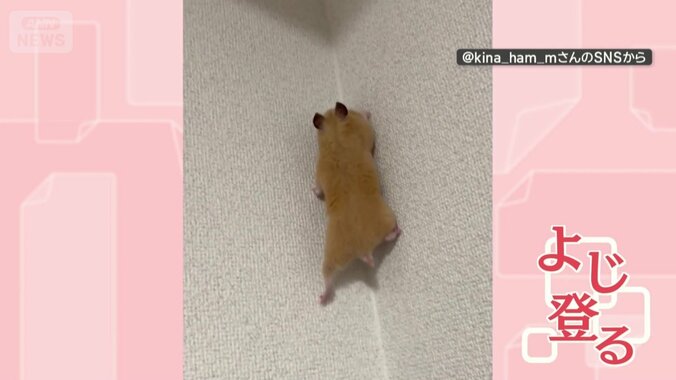 壁をよじ登る