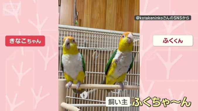 「ふくちゃ～ん」