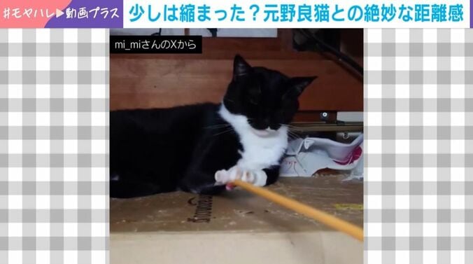 “絶妙な距離感”の猫