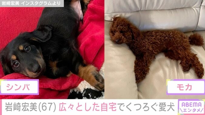 孫の顔出しが話題・岩崎宏美（67）、広々とした自宅でくつろぐ愛犬に反響「良い子にしているのですね」 5枚目