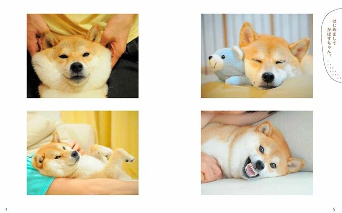 ネットミーム“Doge”のモデル柴犬「かぼすちゃん」 生涯を振り返る写真集が3月14日発売へ 3枚目