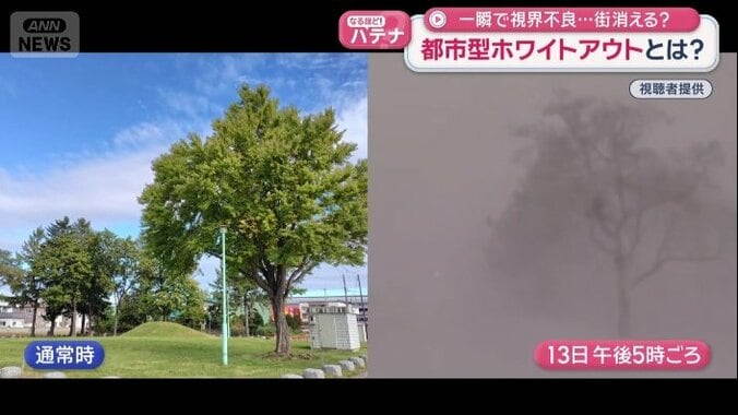 見えているのは木の輪郭だけ