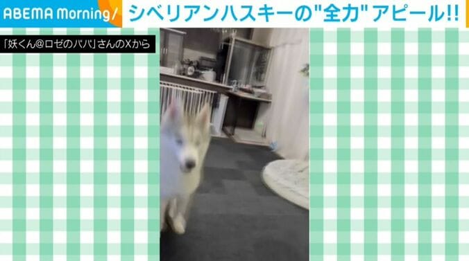 シベリアンハスキーのロゼくん