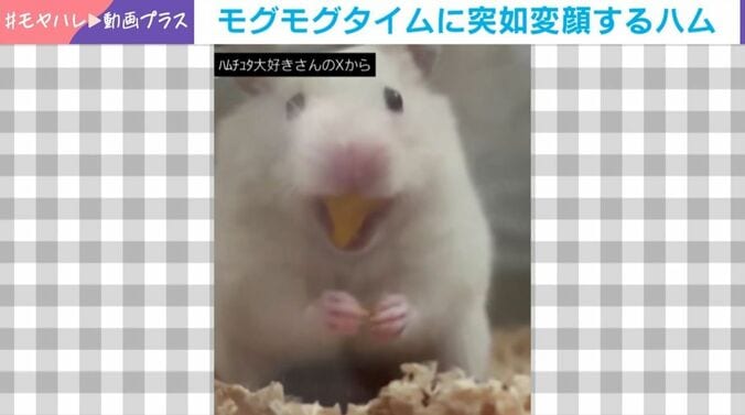 食事中に突如“変顔”するハムスター