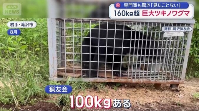 牛舎の近くで捕獲したクマ