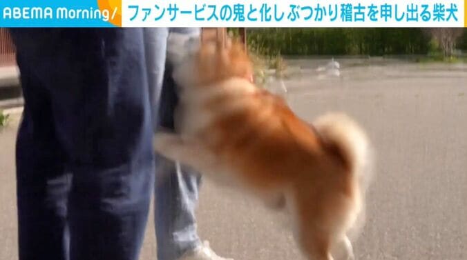 柴犬のらんまるくん