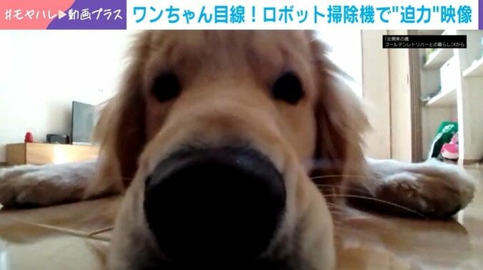 ゴールデンレトリバー