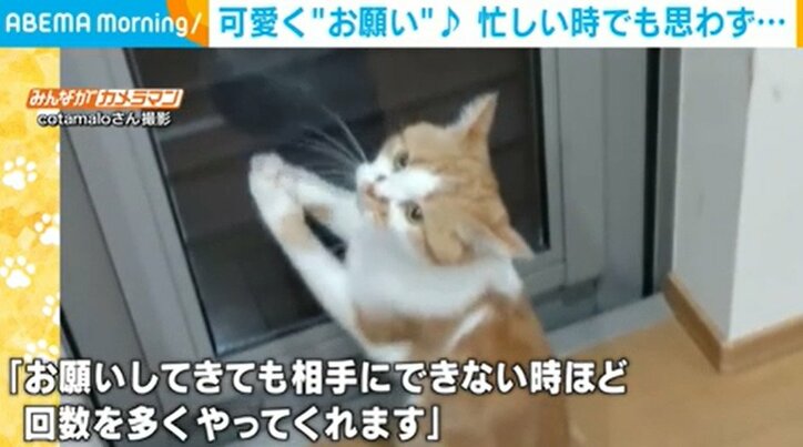 普段は気が強い猫が“2足立ち”で飼い主にお願い！？ 可愛いらしいポーズに飼い主も夢中