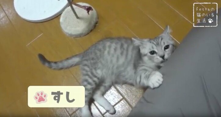 猫「お姉ちゃんって呼んでもいい…？」 姉妹のドキドキ10日間を放送決定