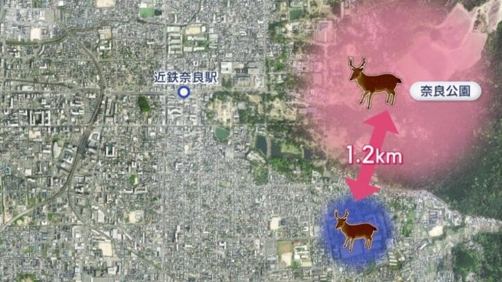 奈良公園からおよそ1キロ離れた住宅街では…