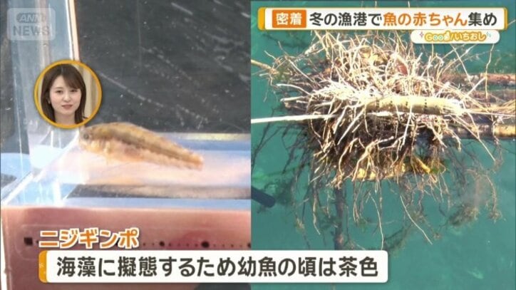 ニジギンポの幼魚