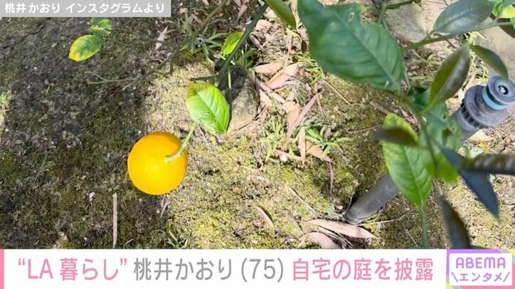 桃井かおり Instagramより