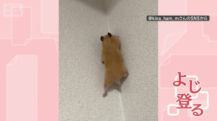 壁をよじ登る
