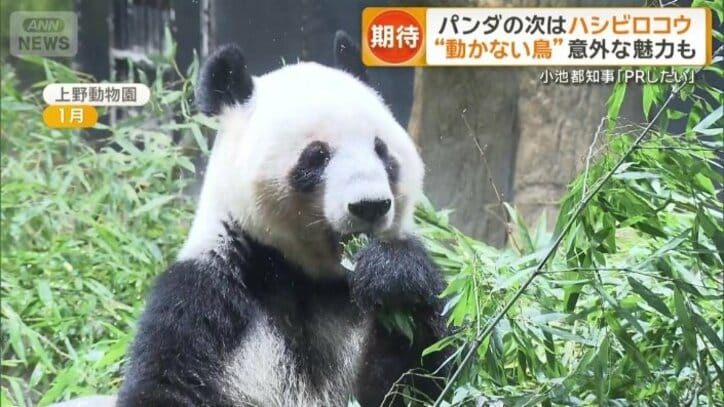 15年ぶりにパンダ不在となった