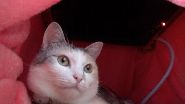 猫「もふもふにゃ〜!」 手作りこたつに興奮する猫がかわいすぎる