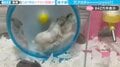 「ア、アカチャーーーンッッ！」親子ハムスターの“ドタバタ劇”が、SNSで840万件表示！「忙しすぎるｗかわいい！」「子ハムよ、強く育ってね」