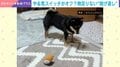 「遊ぼう！」って誘ったよね!? キャッチボール中にまさかの“エンジン停止” 柴犬特有の「急に冷める瞬間」が話題