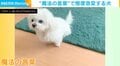すねたような上目遣い→“魔法の言葉”で態度が一変 一連の動きが「漫画のような犬」に反響