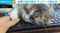 テレワーク禁止？ キーボードを占拠、文字を打つ手を跳ねのける猫に飼い主は諦めモード