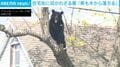 住宅街でのんびりくつろぐクマ→“鎮静剤”発射で木から落下 捕獲の瞬間も 米・ニューヨーク州