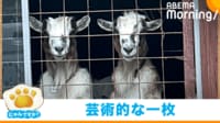 【映像】まるで“絵画”のようなヤギの親子