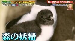 森の中でひっそり暮らすかわいいペンギンの撮影に成功！「こんなところにおるの！？」「森の妖精だわ」視聴者から驚きの声